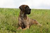 DOGUE ALLEMAND 363